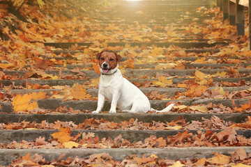 little dog sitting among autumn leaves on the stairs in the prark
mały piesek siedzący wśród jesiennych liści na schodach w prark - obrazy, fototapety, plakaty