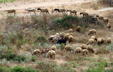 A herd of goats and rams is grazing in a forest clearing.