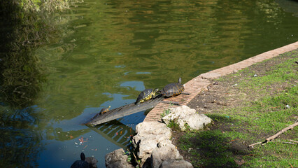 turtles in a lake in Madrid