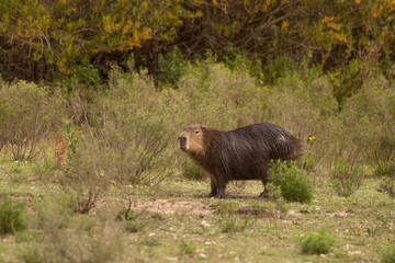 Capibara salvaje