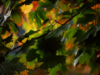 Sycamore leaves changing color in Autumn medium shot