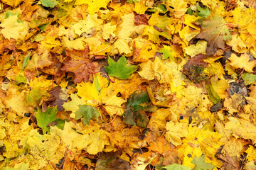 Naklejka na ściany i meble Fallen dry and yellow maple leaves