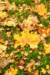 Fallen yellow and red maple leaves