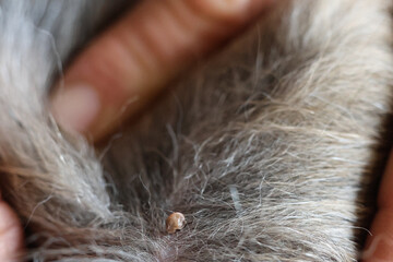 Fell wird zur Seite geschoben und man sieht eine blutsaugende Zecke auf einem Hund, Detailaufnahme