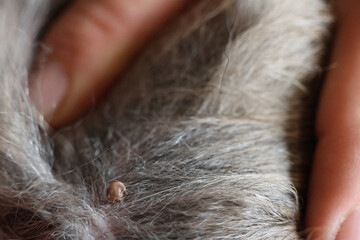 Detailaufnahme von einer blutsaugenden Zecke auf einem Hund freigelegt das Fell auseinandergezogen...