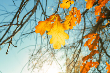 Autumn yellow leaves of oak tree  in autumn park. Fall background with leaves in sun lights. Beautiful nature landscape.