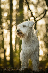Schnauzer is standing in the forest. It is autumn portret.