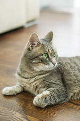 Beautiful cat lying on floor. Concept of pets.