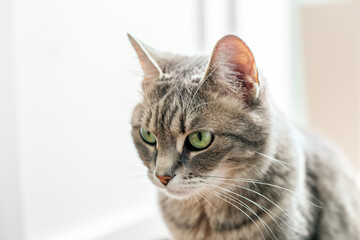 Beautiful cat walks on floor in room. Pets concept.