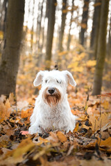 Schnauzer is standing in the forest. It is autumn portret.