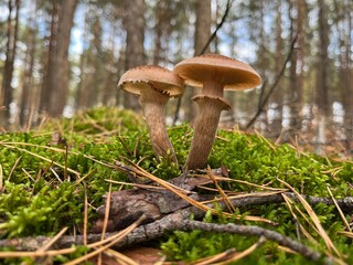 dwa grzyby- opieńki, rosnąca we mchu