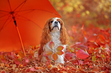 Cavalier King Charles Spaniel sitting under the orange umbrella