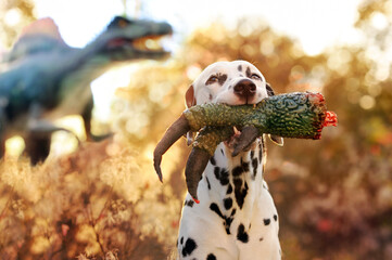 Dalmatian dog holding dinosaur paw in mouth