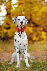 Full length portrait of dalmatian dog wearing autumn leafs collar