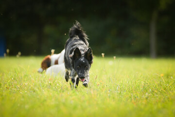 Portrait of dog puppy mudi. She is so nice dog.