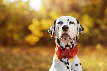 Head natural light portrait of dalmatian dog in the autumn park