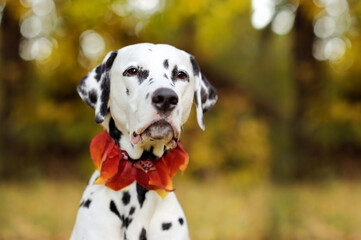 Head portrait of dalmatian dog with autumn leafs collar