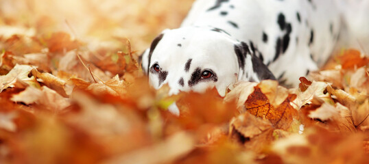 Wide background with dalmatian dog looking out of fallen leafs