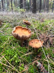 grzyby z blaszkami w lesie
