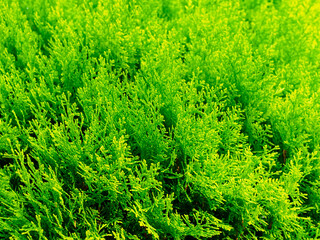 green thuja bush in the sun close up