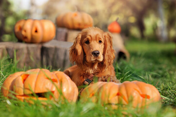 English spaniel puppy laying with carved Halloween pumpkins at the lawn