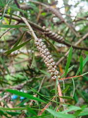 fruits of Callistemon bright red on a branch in the park