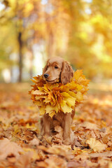 English spaniel wearing leafs wreath as a collar