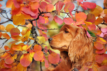 Head portrait of a puppy in autumn foliage
