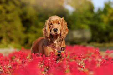 Spaniel dog standing in the flower bed with red autumn flowers