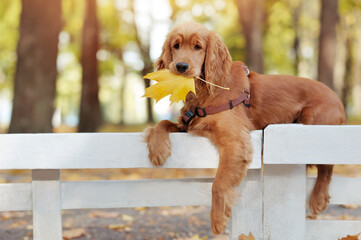 Spaniel puppy laying on the wooden fence
