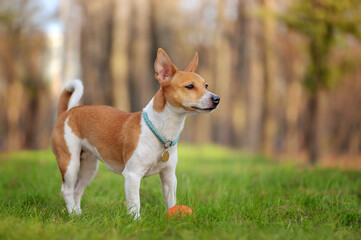 Mixed breed dog standing at the lawn looking to the side