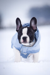 French buldog is running in the snow. He is so fluffy dog.