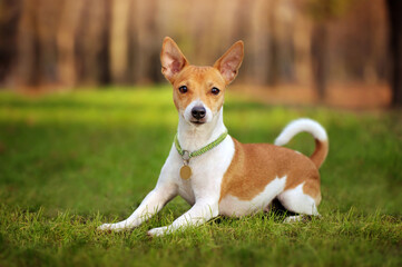 Pretty puppy laying at the lawn looking into the camera