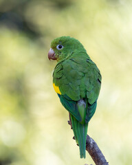 A Plain Parakeet perched on branch. Species Brotogeris chiriri. It is a typical parakeet of the Brazilian forest. Birdwatching. Birding. Parrot.