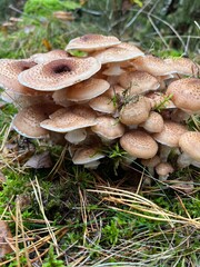 rodzina grzybów, opieńki rosnące w mchu