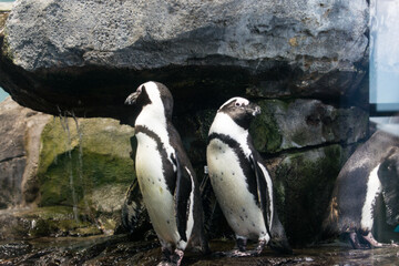 Naklejka premium penguin on the rocks