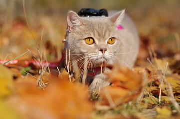 Cat walking in the dry grass at the park