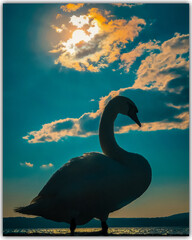 Silhouette of a swan in brackish water