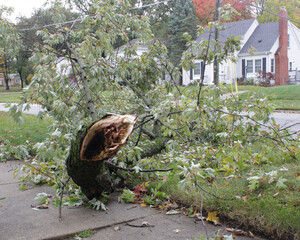 storm damage with broken limbs and fallen branches in a neighborhood street