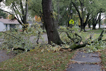 Fototapeta premium storm damage with broken limbs and fallen branches in a neighborhood street