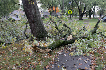 storm damage with broken limbs and fallen branches in a neighborhood street
