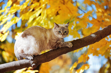 Nervous tabby cat scared to climb down the tree