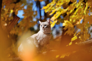 Fototapeta premium Pretty tabby kitten having walk in the autumn forest