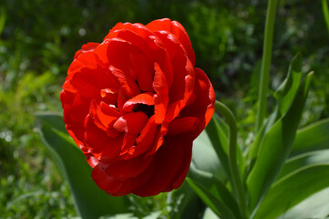 Red flower of peony tulips on a background of green leaves on a sunny day. Beautiful spring flower.
