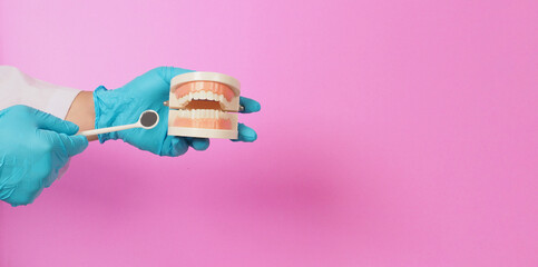 Dentist is hold Orthodontic model of teeth and Dental mirror on pink background.Hand wear blue latex glove.