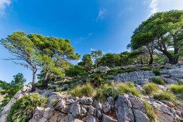 Fototapeta na wymiar Cap de Formentor - wild coast of Mallorca, Spain. Panorama view.