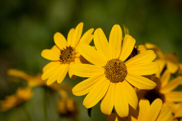 Daisies and bees in Bluebonnet Swamp Nature Center