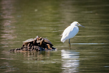Great Egret at University Lake, Baton Rouge
