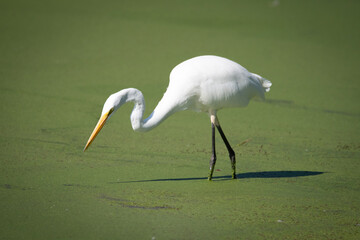 Great Egret at University Lake, Baton Rouge