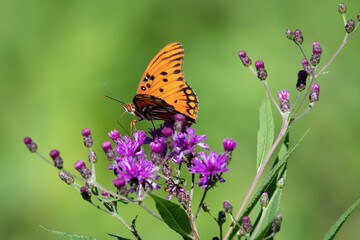 Gulf Fritillary Butterfly